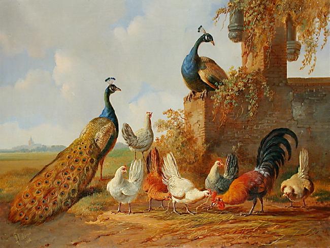 unknow artist Peacocks and chickens oil painting image